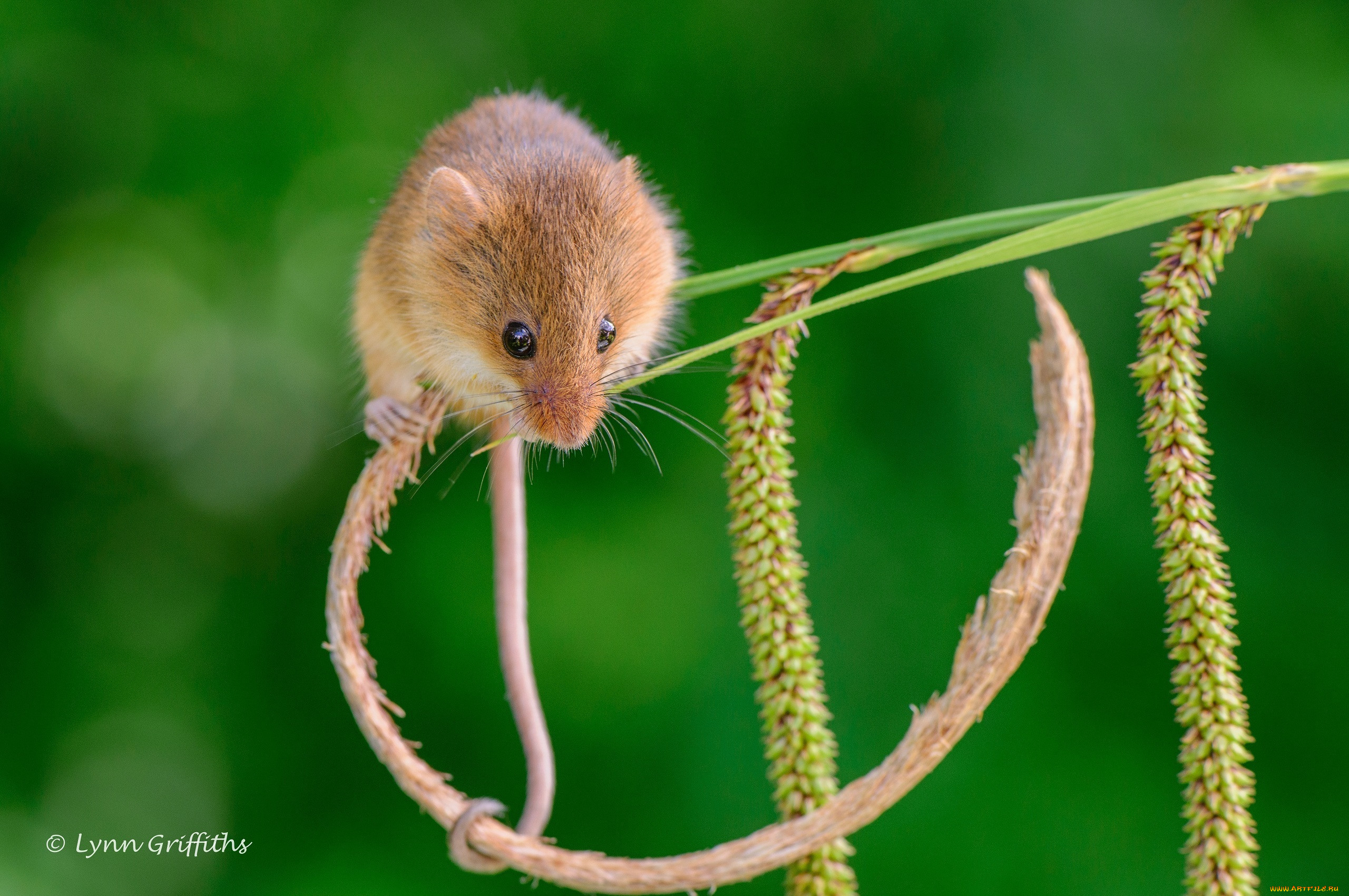 Длинные мыши. Мышь-Малютка – Micromys minutus.